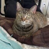 Picture of cat lost at Huntsville