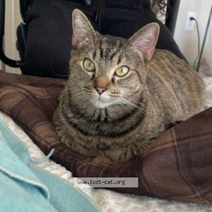 Photo 1/1 Dream Chat lost in Huntsville