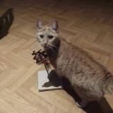 Picture of cat lost at Le Mans