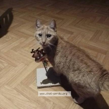 Photo 1/1 poupune Chat lost in Le mans