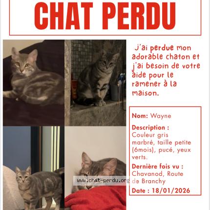 Photo 1/1 Wayne Chat lost in Chavanod