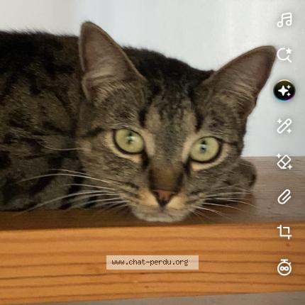 Photo 1/1 Sacha Chat lost in Thouars