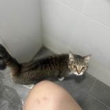 Picture of cat lost at Singapore