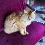 Picture of cat found at Loye Sur Arnon