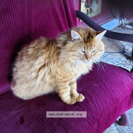 Photo 1/2 Found cat Found in Loye sur arnon