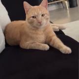 Picture of cat lost at Estrablin