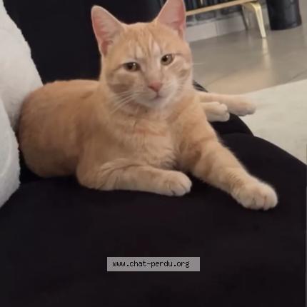 Photo 1/1 Rifki Chat lost in Estrablin