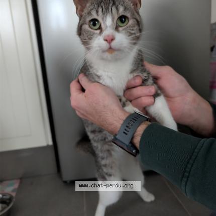 Photo 1/1 Found cat Found in Nointel