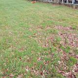 Picture of cat found at Le Rheu