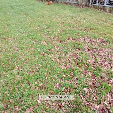 Photo 1/1 Found cat Found in Le rheu