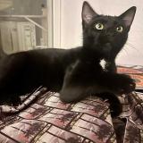 Picture of cat lost at Sainte Marie La Mer