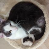 Picture of cat lost at Dompaire