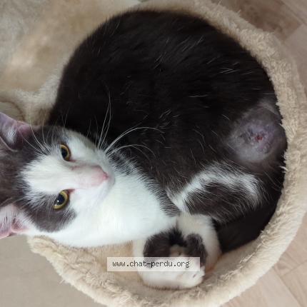 Photo 1/1 Vicomte Chat lost in Dompaire