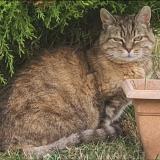 Picture of cat lost at Ecrouves