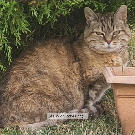 Photo 1/1 CHIPIE Chat lost in Ecrouves