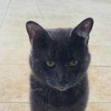 Picture of cat found at La Foret Le Roi