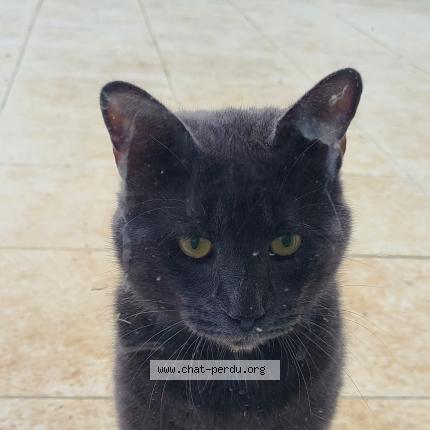 Photo 1/1 Found cat Found in La foret le roi