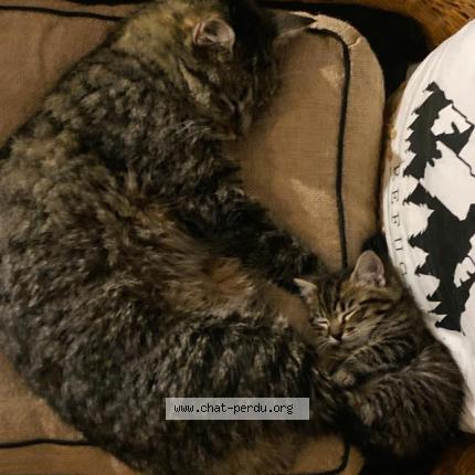 Photo 1/1 Reunited cat Lost in Rots