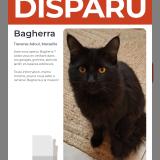 Picture of cat lost at Marseille 15