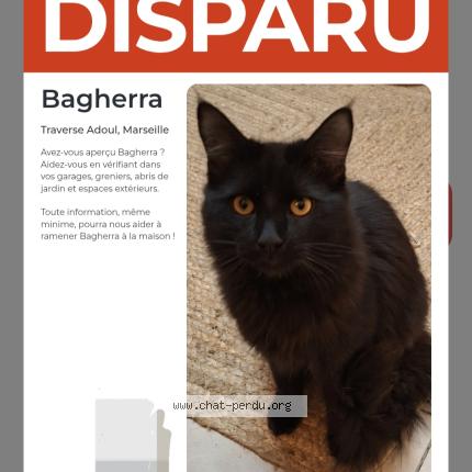 Photo 1/1 Bagherra Chat lost in Marseille 15