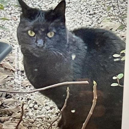 Photo 1/1 Found cat Found in Venelles