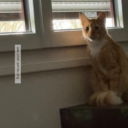 Photo 1/1 Reunited cat Lost in Carrieres Sur Seine
