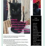 Picture of cat lost at Dortmund Dorstfeld