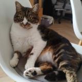 Picture of cat lost at Lanhouarneau