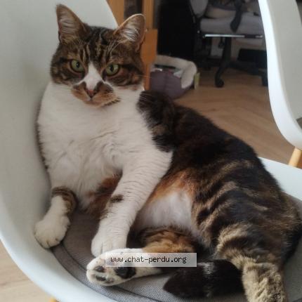 Photo 1/1 P'tit Guy Chat lost in Lanhouarneau