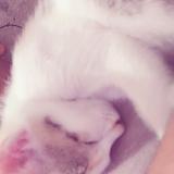 Picture of cat lost at Dehradun