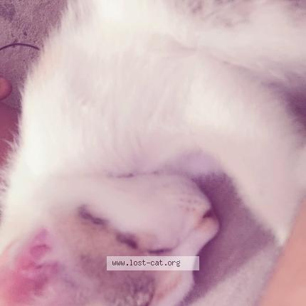 Photo 1/1 Bindu Chat lost in Dehradun