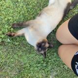 Picture of cat lost at Romans Sur Isere