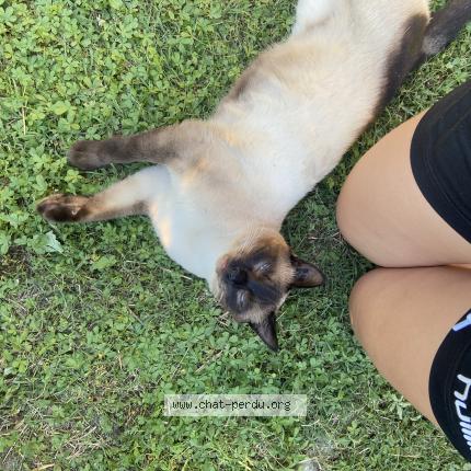 Photo 1/1 Beocca Chat lost in Romans sur isere