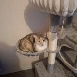 Picture of cat lost at Nevers