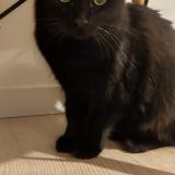 Picture of cat found at Rochefort