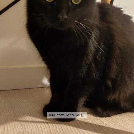 Photo 1/1 Found cat Found in Rochefort