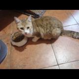 Picture of cat lost at Bidart