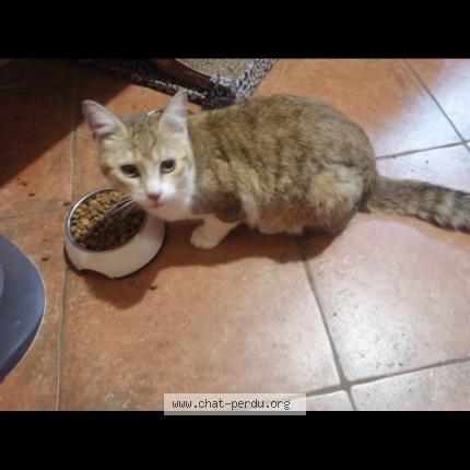 Photo 1/1 Indi Chat lost in Bidart