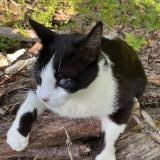 Picture of cat lost at Montauban