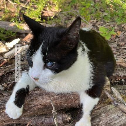 Photo 1/1 Gary Chat lost in Montauban