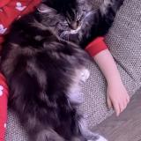 Picture of cat lost at Flixecourt