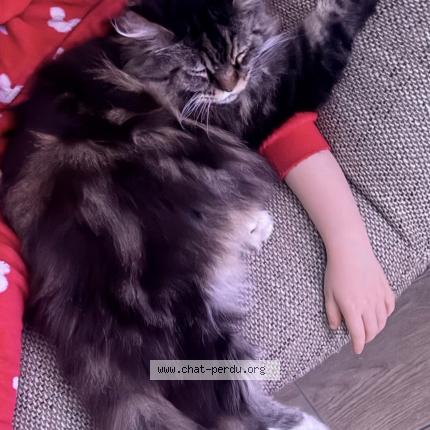 Photo 1/2 Pewee Chat lost in Flixecourt