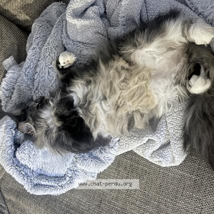 Photo 2/2 Pewee Chat lost in Flixecourt