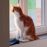 Picture of cat lost at Saint Jean De Monts