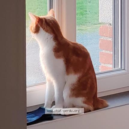 Photo 1/1 Diaval Chat lost in Saint jean de monts