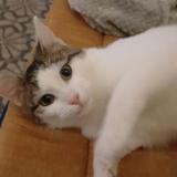 Picture of cat lost at Saint Leger