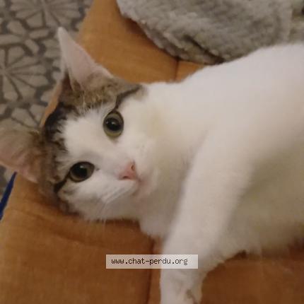 Photo 1/1 Wifi Chat lost in Saint leger