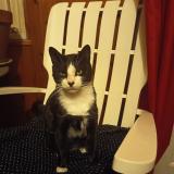 Picture of cat lost at Bordeaux