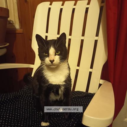 Photo 1/1 Calinou Chat lost in Bordeaux