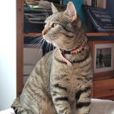 Picture of cat lost at Nogent Sur Marne